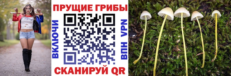 Галлюциногенные грибы Psilocybine cubensis  продажа наркотиков  Новая Усмань 